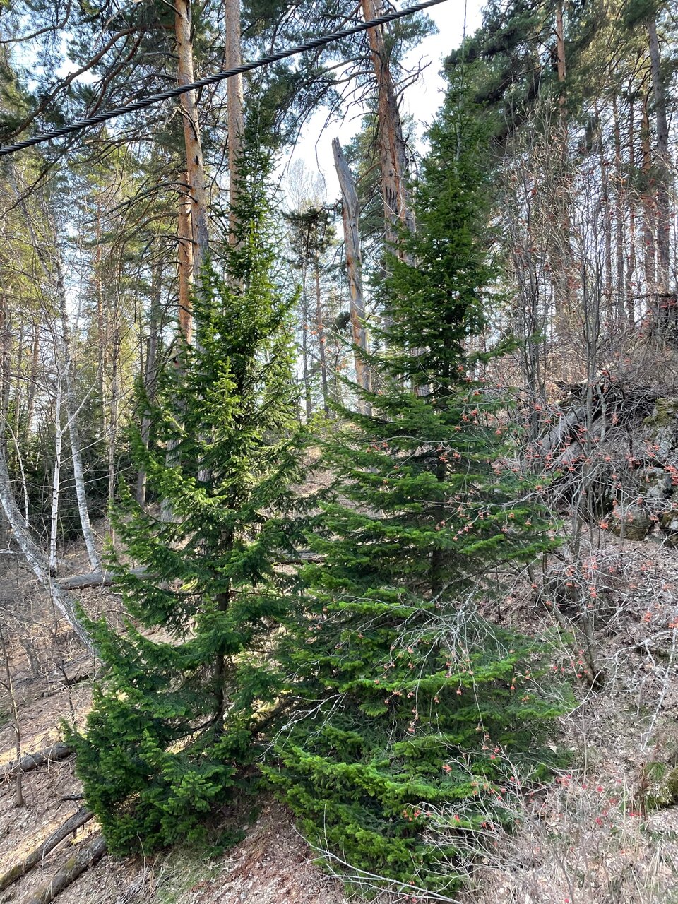 Гостиница Родник Алтая Белокуриха-173