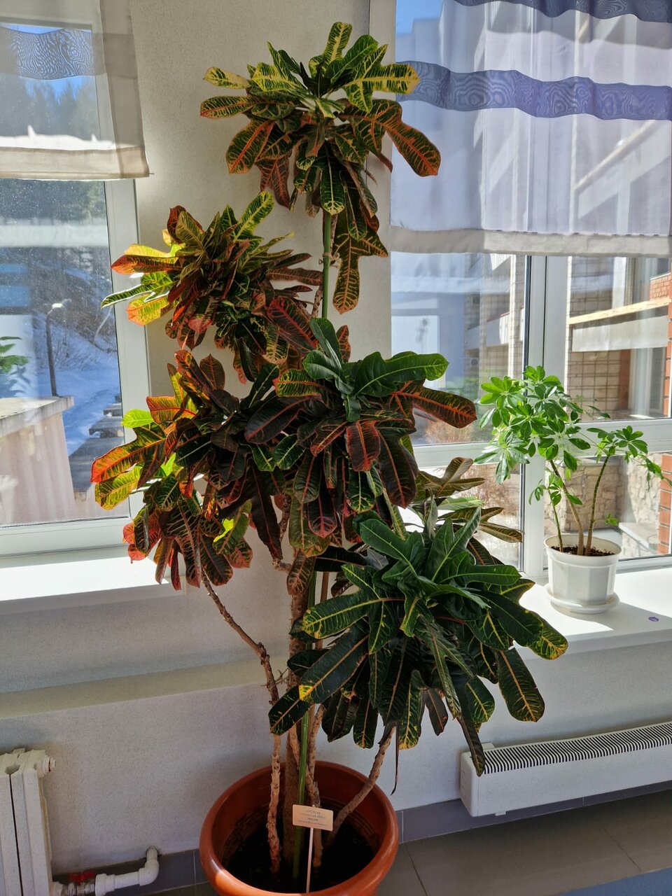 Гостиница Родник Алтая Белокуриха-236