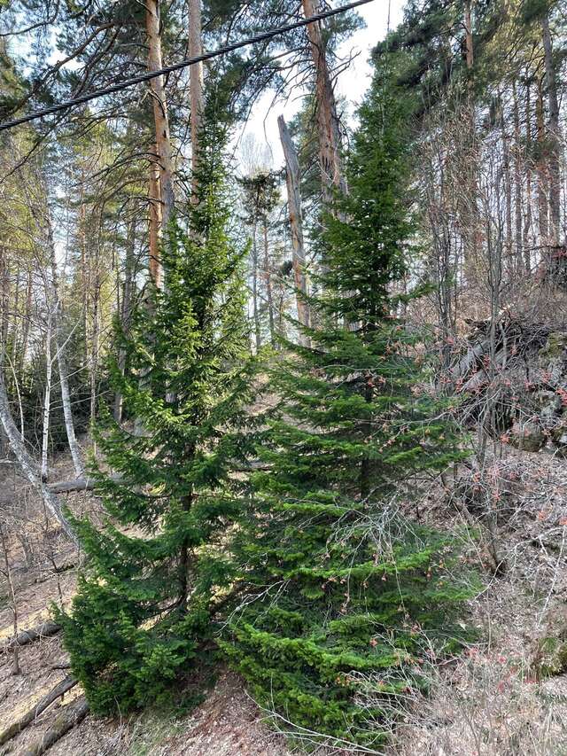 Гостиница Родник Алтая Белокуриха-172