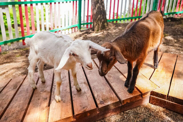 Гостиница Родник Алтая Белокуриха-96